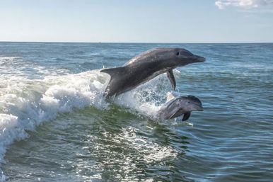 Dolphin Tour: Experience Ana Maria Island from the Water image 10