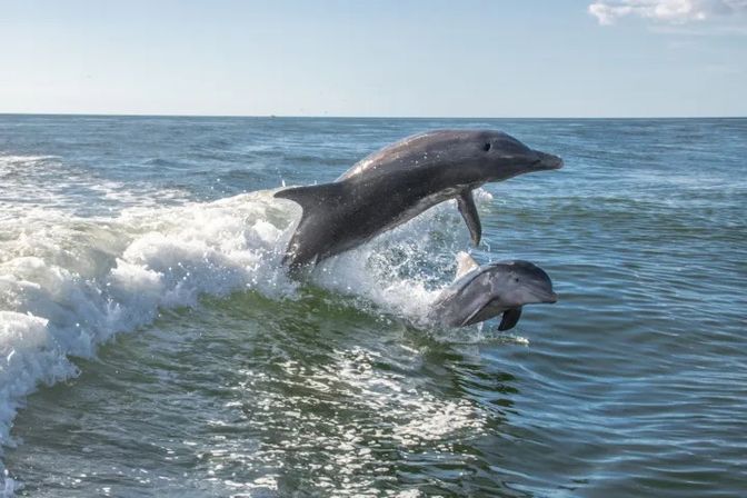 Dolphin Tour: Experience Ana Maria Island from the Water image 10