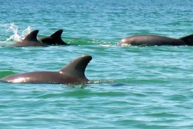 Dolphin Tour: Experience Ana Maria Island from the Water image 9
