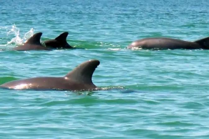 Dolphin Tour: Experience Ana Maria Island from the Water image 9