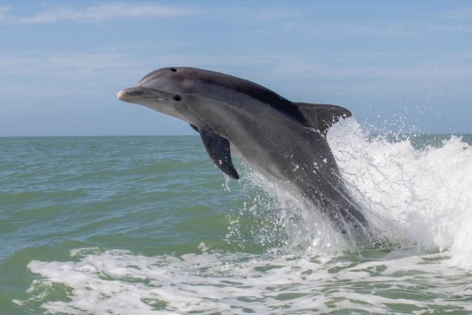 Dolphin Tour: Experience Ana Maria Island from the Water image 6