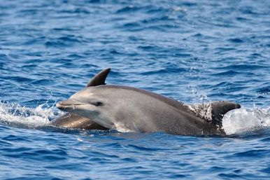 Dolphin Tour: Experience Ana Maria Island from the Water image 3