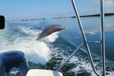 Dolphin Tour: Experience Ana Maria Island from the Water image 12