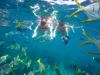 Snorkel & Sea Adventure on a Fast Boat: Choose from Snorkeling, Paddleboarding & Kayaking & More image 12