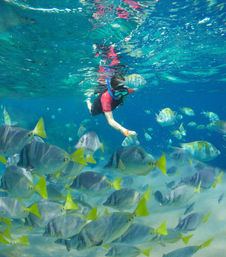 Snorkel & Sea Adventure on a Fast Boat: Choose from Snorkeling, Paddleboarding & Kayaking & More image 7