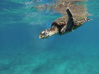 Snorkel & Sea Adventure on a Fast Boat: Choose from Snorkeling, Paddleboarding & Kayaking & More image 23