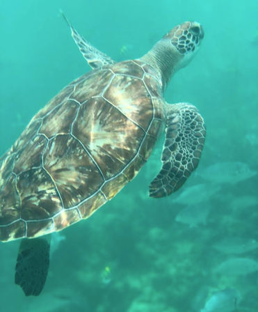 Mayan Ruins & Snorkeling Boat Tour: Explore Ancient Ruins and Snorkel with Turtles + Manta Rays (Transportation Included) image 3