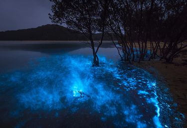 Bioluminescent Kayaking Adventure in the Glowing Indian River Lagoon image 10