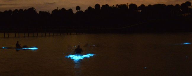 Bioluminescent Kayaking Adventure in the Glowing Indian River Lagoon image 7