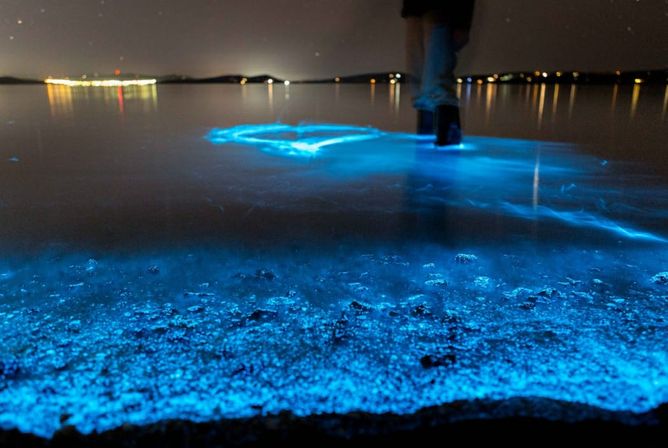 Bioluminescent Kayaking Adventure in the Glowing Indian River Lagoon image 2