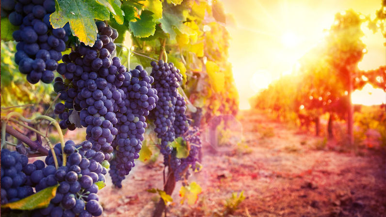 Sedona & Verde Valley Winery Tour image 5