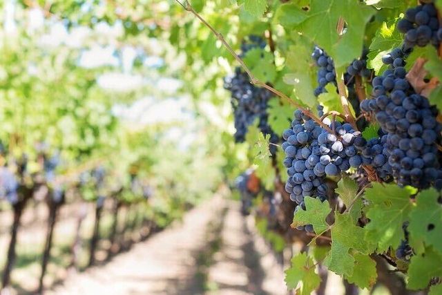 Sedona & Verde Valley Winery Tour image 3
