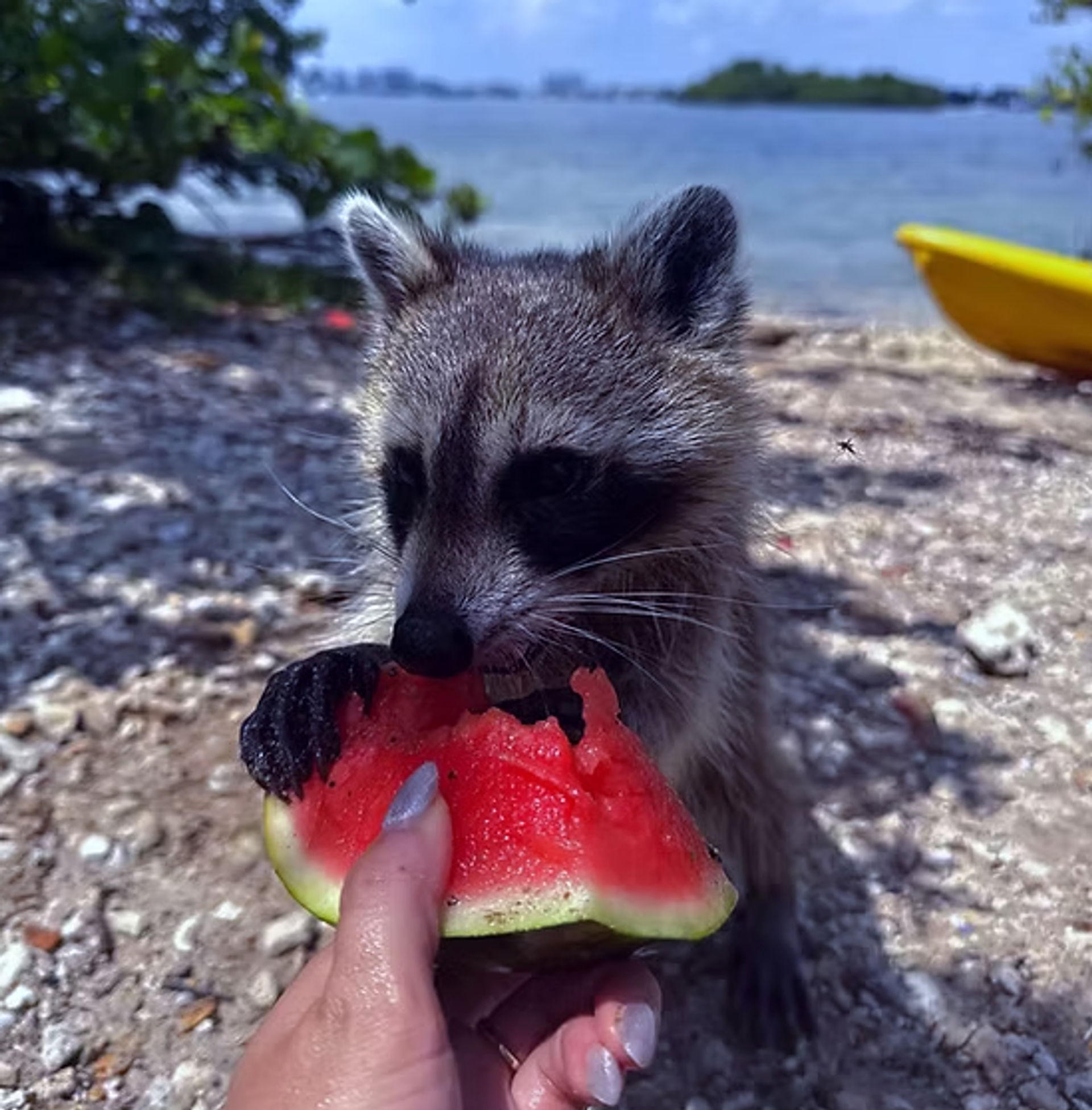 Raccoon Island Exploration on SUPs or Kayaks from Haulover Marina image 2