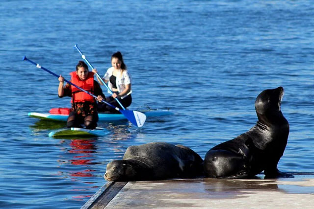 Kayak or Stand-Up Paddle Board Tour with Sea Lion and Marine Life Spotting image 5
