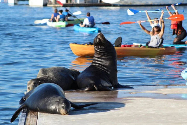 Kayak or Stand-Up Paddle Board Tour with Sea Lion and Marine Life Spotting image 4