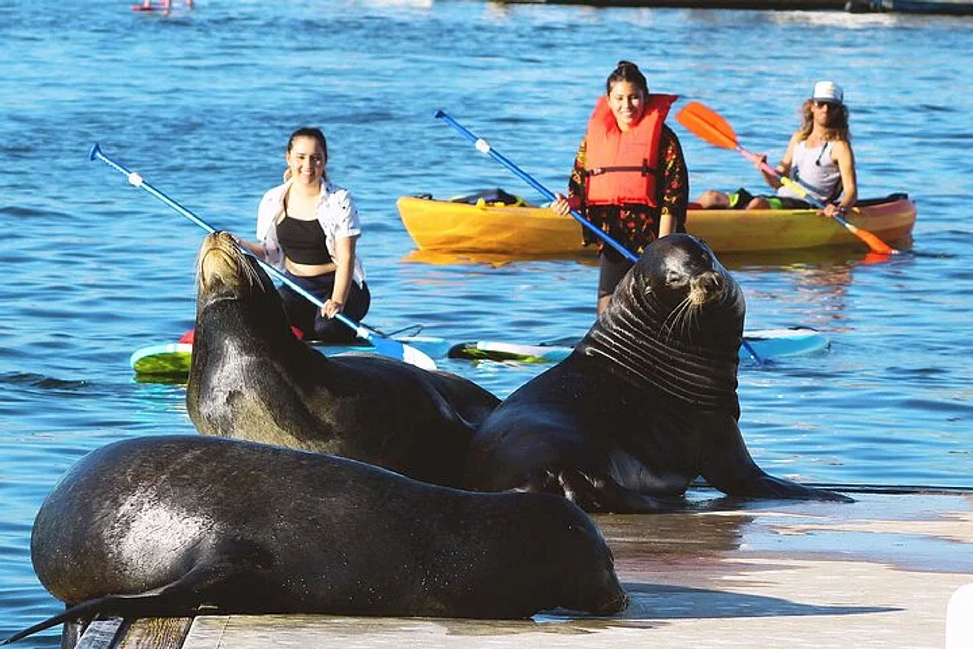 Kayak or Stand-Up Paddle Board Tour with Sea Lion and Marine Life Spotting image 1