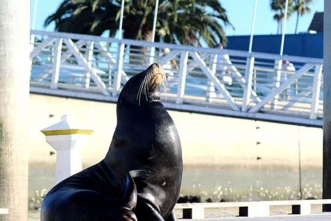 Kayak or Stand-Up Paddle Board Tour with Sea Lion and Marine Life Spotting image 2