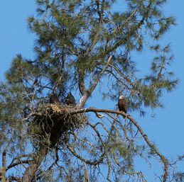 Nature Tour Experience: 2-Hour Guided Tour of Santa Margarita Ranch  image 3
