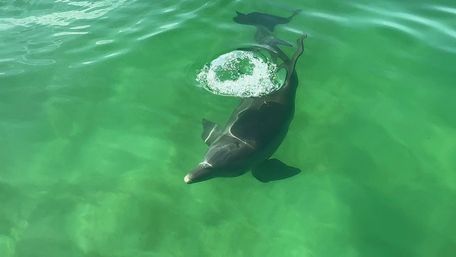 Private Morning Dolphin Adventure Charter (Up to 6 People) image 3