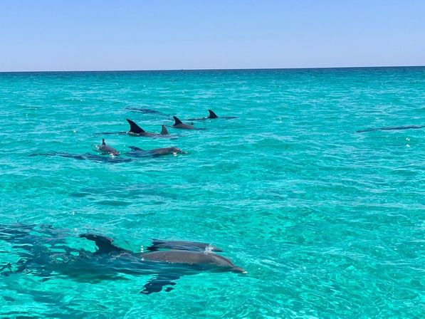 Private Morning Dolphin Adventure Charter (Up to 6 People) image 1