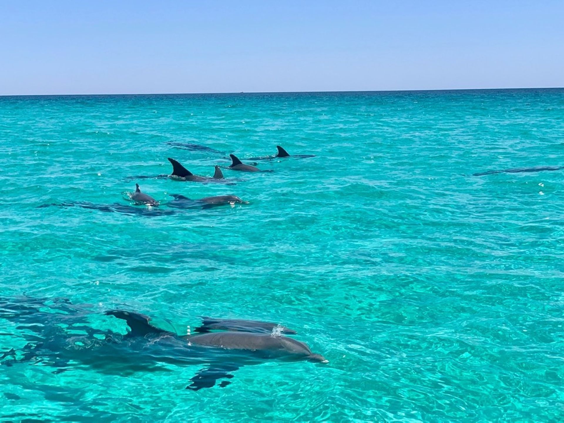 Private Morning Dolphin Adventure Charter (Up to 6 People) image 1