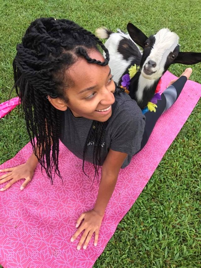 Goat Yoga Group Class (Beginner-friendly with Endless Photo Ops) image 4