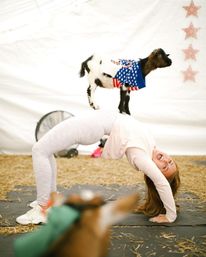 Goat Yoga Group Class (Beginner-friendly with Endless Photo Ops) image 8
