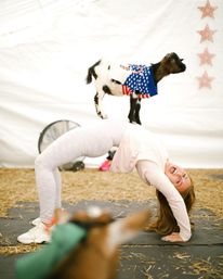 Goat Yoga Group Class (Beginner-friendly with Endless Photo Ops) image 10