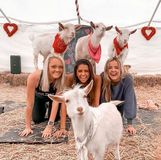 Thumbnail image for Goat Yoga Group Class (Beginner-friendly with Endless Photo Ops)