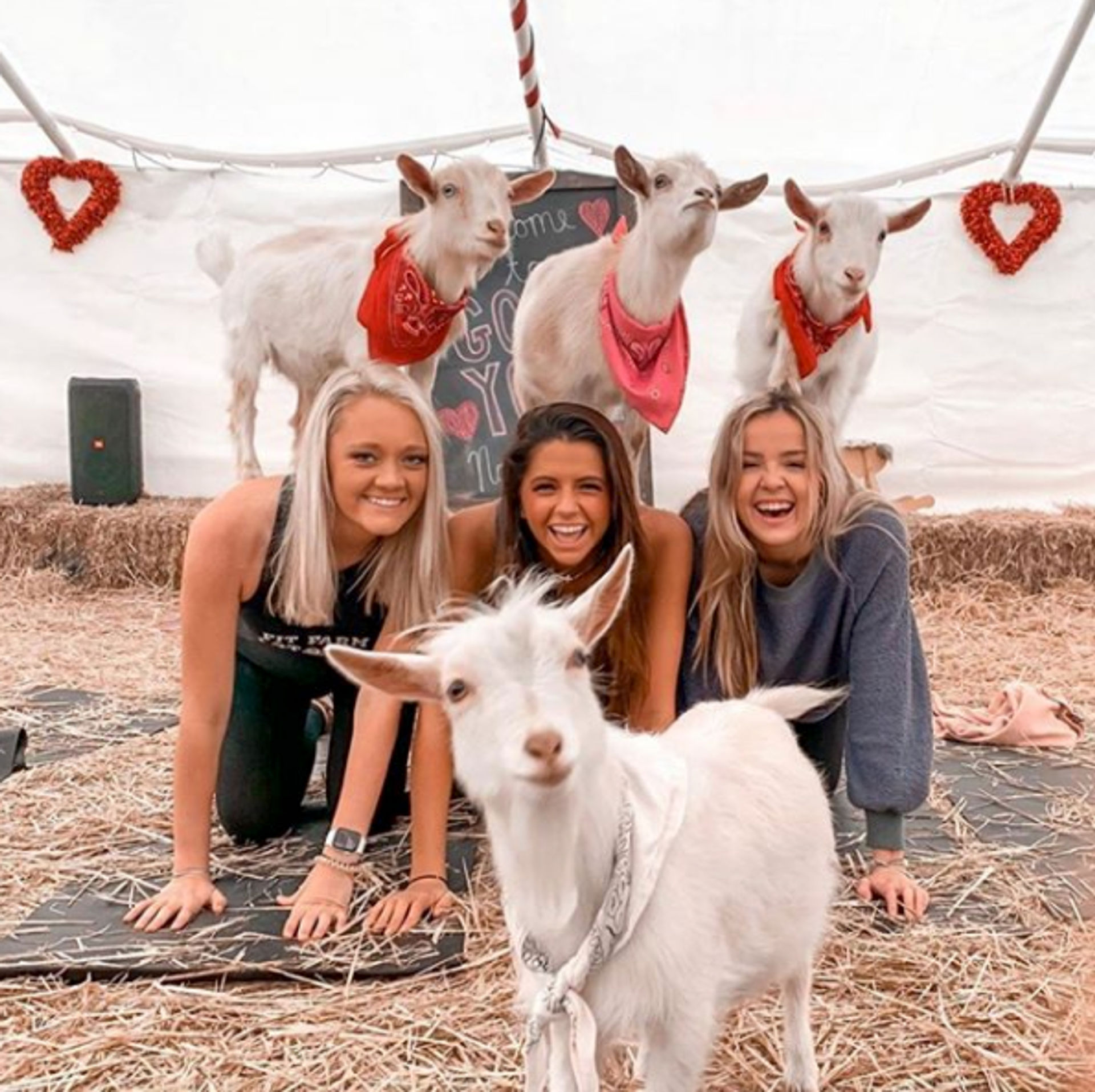 Goat Yoga Group Class (Beginner-friendly with Endless Photo Ops) image 1