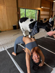 Goat Yoga Group Class (Beginner-friendly with Endless Photo Ops) image 28