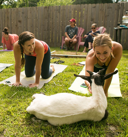 Goat Yoga Group Class (Beginner-friendly with Endless Photo Ops) image 9