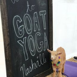 Goat Yoga Group Class (Beginner-friendly with Endless Photo Ops) image 6