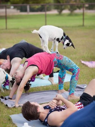 Goat Yoga Group Class (Beginner-friendly with Endless Photo Ops) image 4