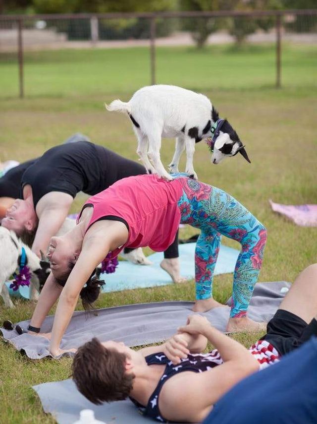 Goat Yoga Group Class (Beginner-friendly with Endless Photo Ops) image 4