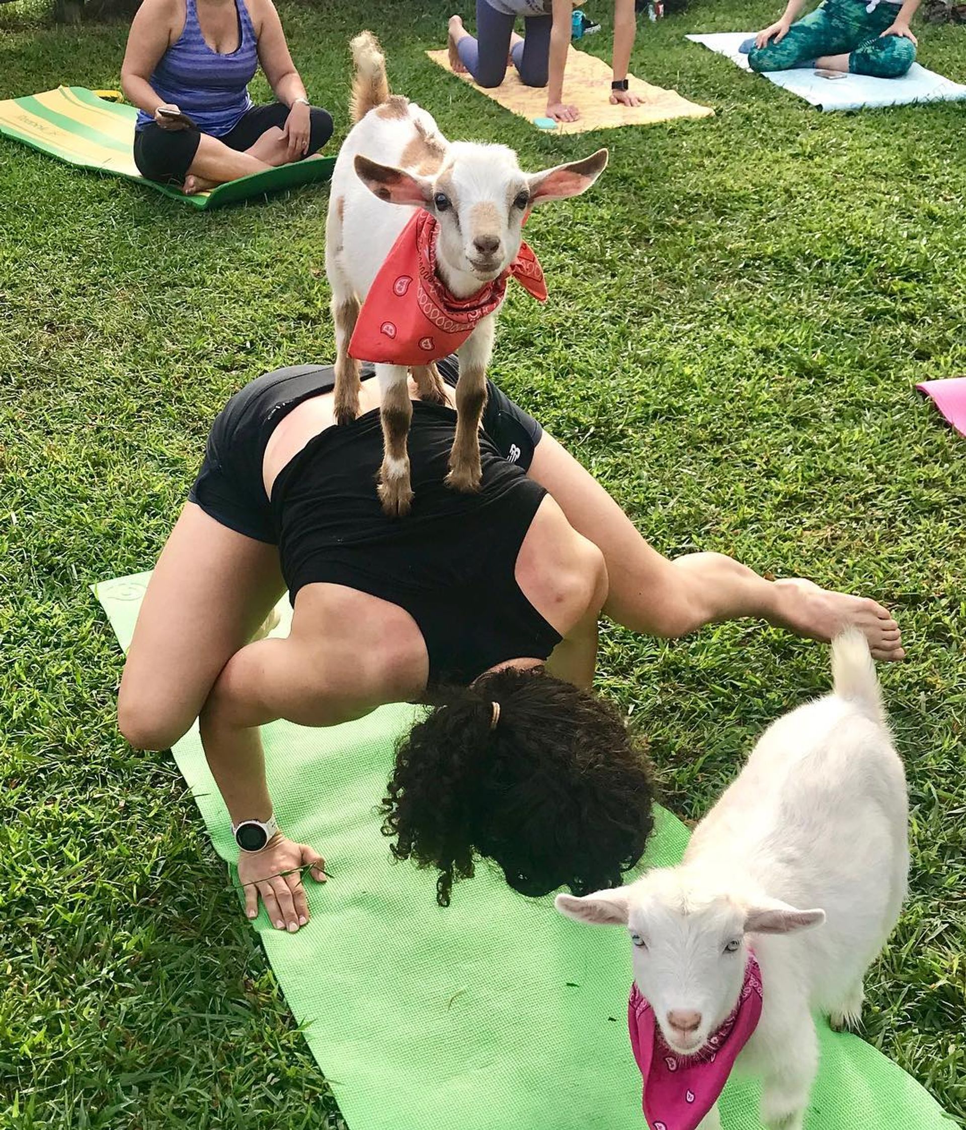 Goat Yoga Group Class (Beginner-friendly with Endless Photo Ops) image 7
