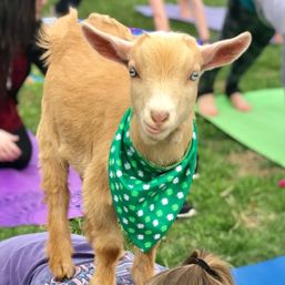 Goat Yoga Group Class (Beginner-friendly with Endless Photo Ops) image 14