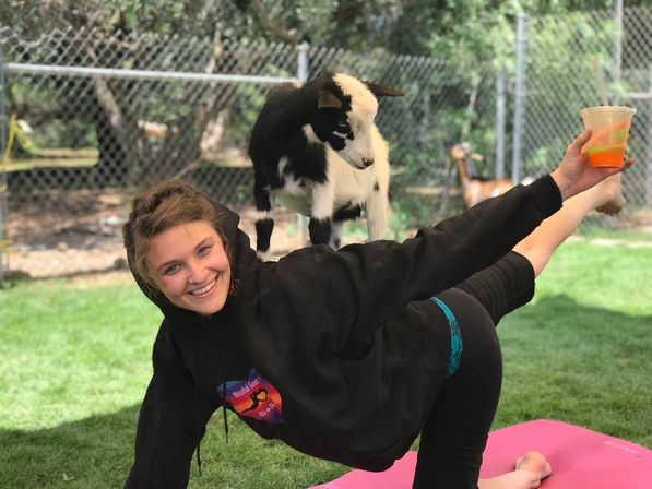 The Blissful Goat Yoga Group Session with Endless Photo Ops & Baby Goat Cuddles image 5