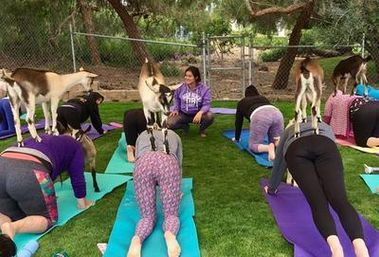 The Blissful Goat Yoga Group Session with Endless Photo Ops & Baby Goat Cuddles image 3