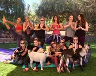 The Blissful Goat Yoga Group Session with Endless Photo Ops & Baby Goat Cuddles image 13