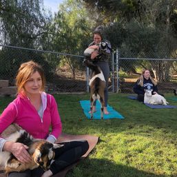 The Blissful Goat Yoga Group Session with Endless Photo Ops & Baby Goat Cuddles image 11