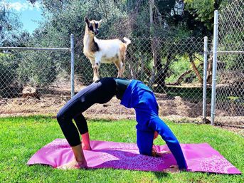 The Blissful Goat Yoga Group Session with Endless Photo Ops & Baby Goat Cuddles image 8