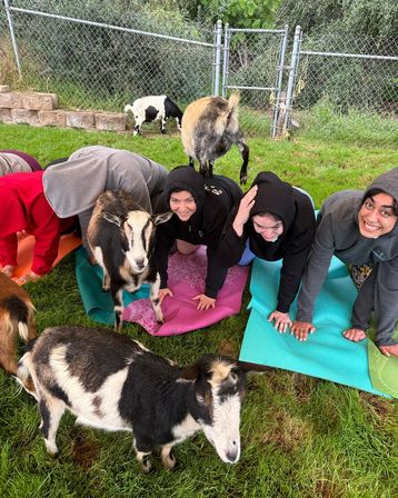 The Blissful Goat Yoga Group Session with Endless Photo Ops & Baby Goat Cuddles image 7