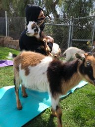 The Blissful Goat Yoga Group Session with Endless Photo Ops & Baby Goat Cuddles image 6