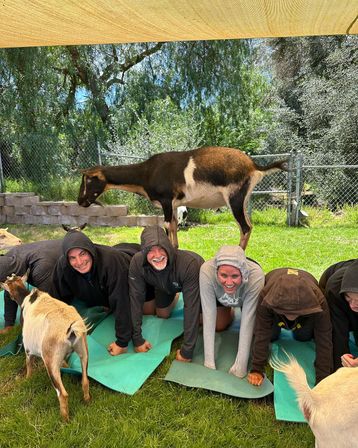 The Blissful Goat Yoga Group Session with Endless Photo Ops & Baby Goat Cuddles image 2