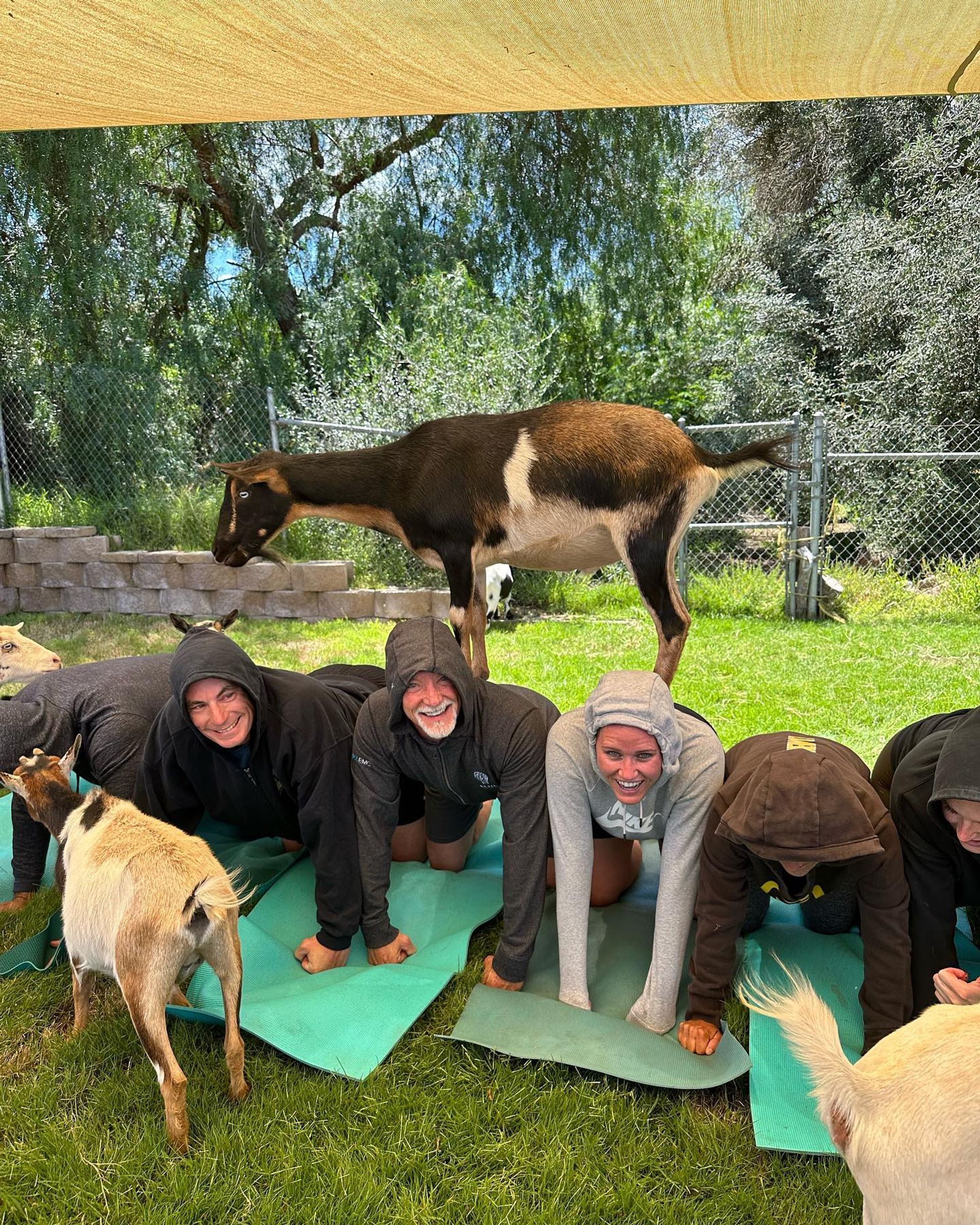 The Blissful Goat Yoga Group Session with Endless Photo Ops & Baby Goat Cuddles image 2