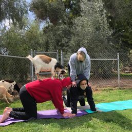 The Blissful Goat Yoga Group Session with Endless Photo Ops & Baby Goat Cuddles image 4