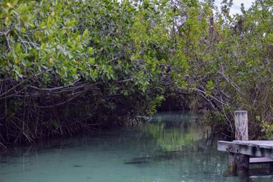 Tulum-Core Vibes: Mayan Ruins and Secret Cenotes at Muyil Lazy River image 12