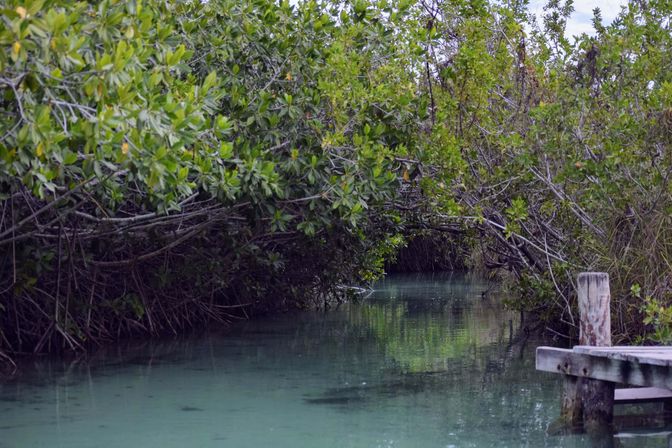 Tulum-Core Vibes: Mayan Ruins and Secret Cenotes at Muyil Lazy River image 12