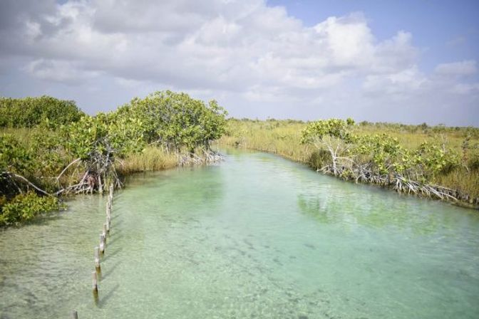 Tulum-Core Vibes: Mayan Ruins and Secret Cenotes at Muyil Lazy River image 2